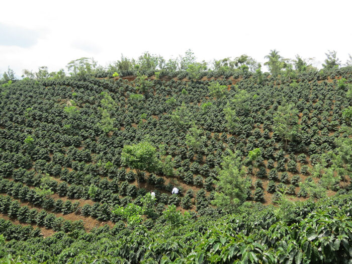 Fincas Cafetaleras De Huatusco Escapadas Por M Xico Desconocido