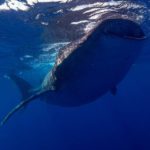 Día Internacional del Tiburón Ballena: turismo responsable