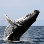 Ballenas en su hábitat natural