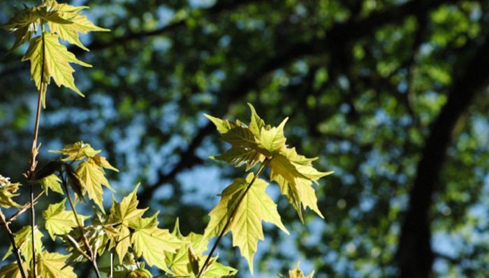 Adéntrate en el bosque de maple
