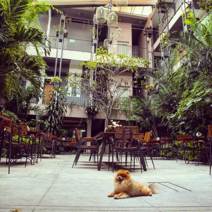 Flor de Mayo-Hotel-SPA-Cuernavaca-Morelos-patio-pets