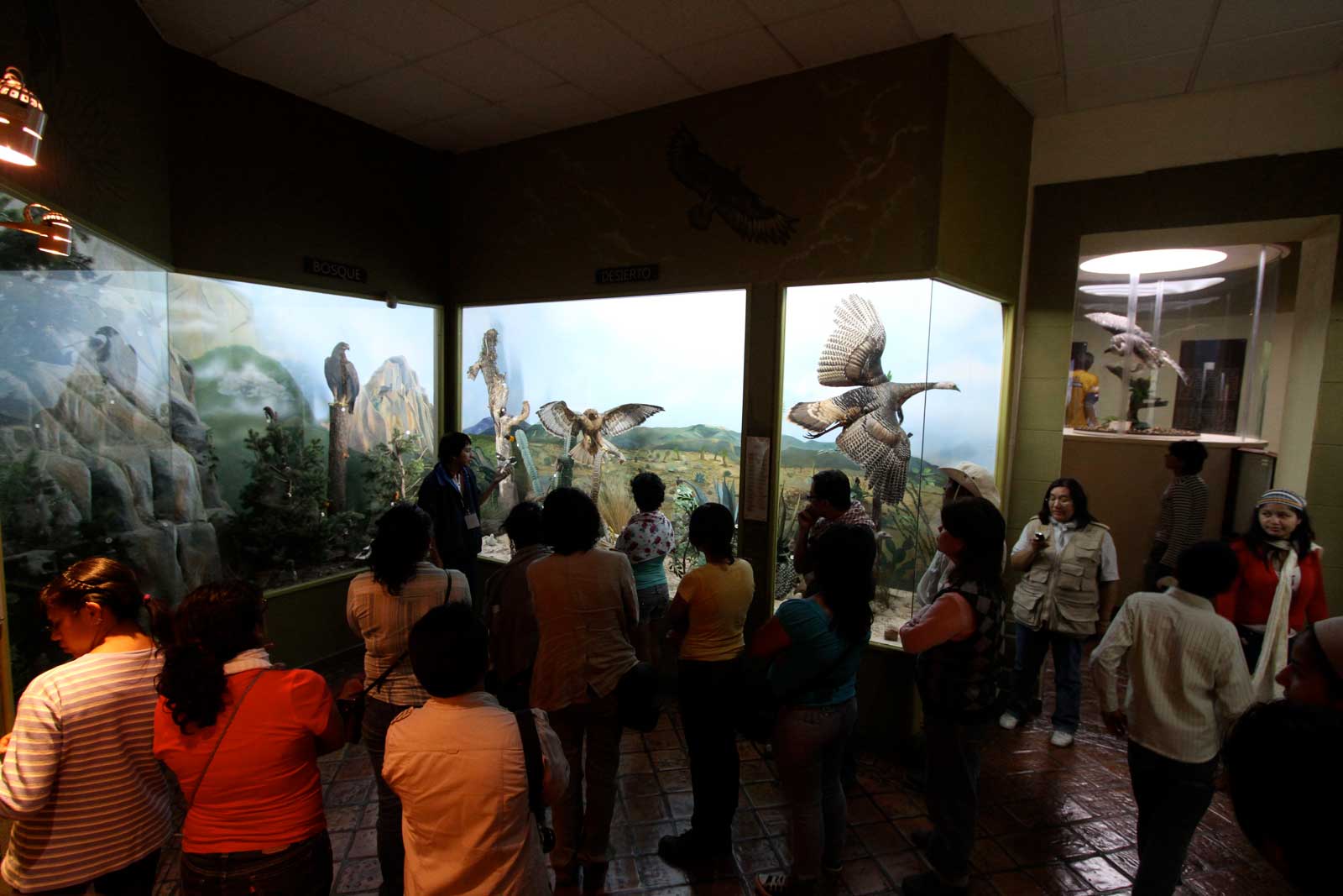 Museo De Las Aves - Escapadas Por México Desconocido