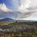 Admira el paisaje agavero desde el Volcán de Tequila