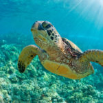 Santuarios de la tortuga marina