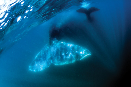 Avista ballenas azules y grises