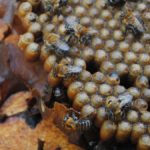 Conoce más acerca de la miel en Xkopek Parque Apícola