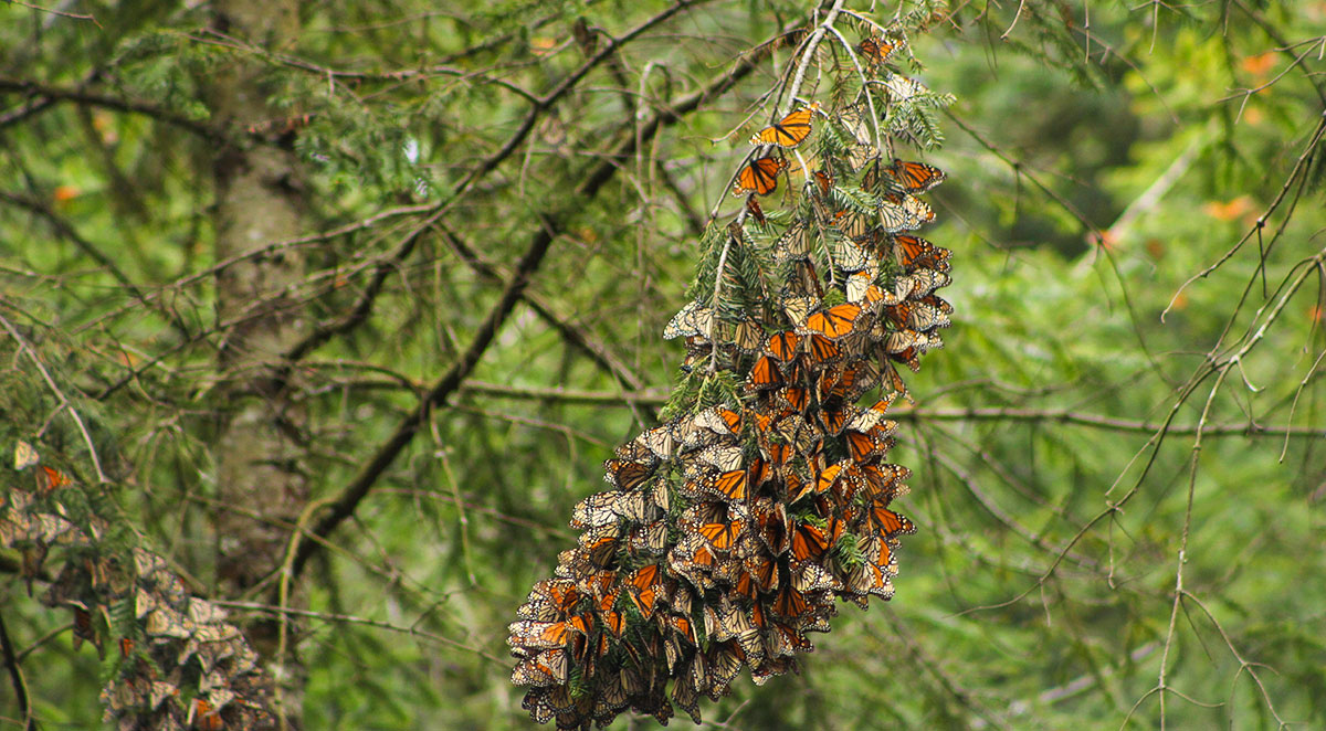 Visita Santuario de Mariposas Monarca