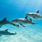 Nada con delfines y tiburones ballena