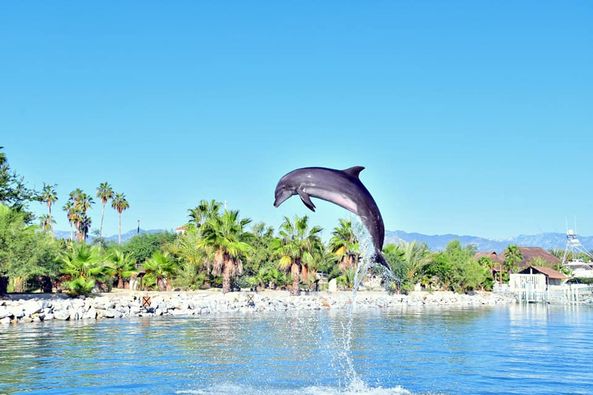 nado-delfines-los cabos-BCS_dolphin-Discovery-delfin