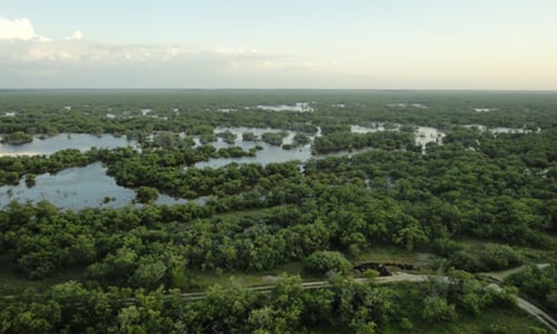 Ría-Celestún-Yucatán-reserva