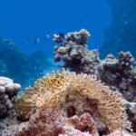 Bucea en el Gran Arrecife Maya