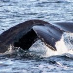 Observa ballenas en Nuevo Nayarit
