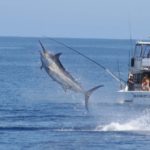 Torneo Anual de Pez Marlin en Los Cabos