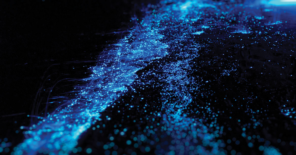 bioluminiscencia en Holbox
