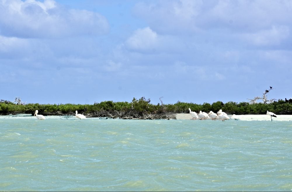 Observa Aves En Isla Pájaros Escapadas Por México Desconocido 2367