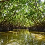 Humedales y manglares