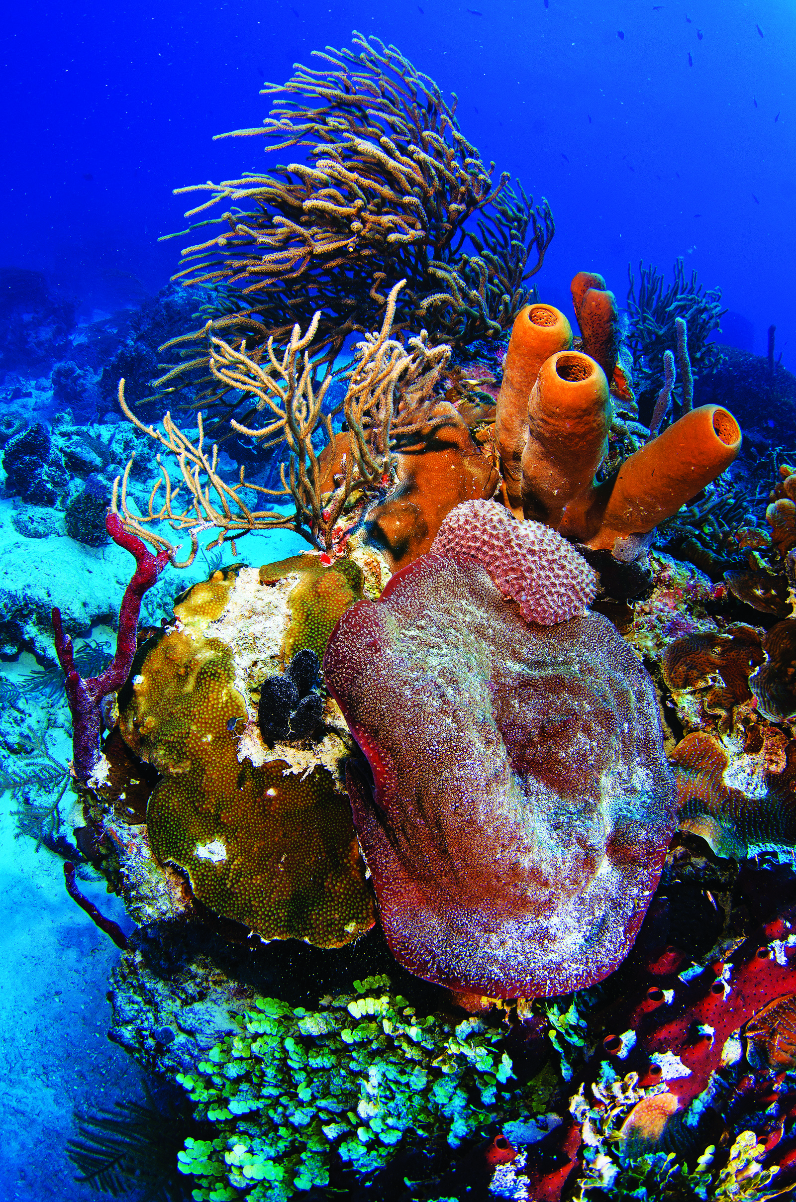 Playa del Carmen