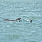 Avista delfines nariz de botella en Laguna de Términos