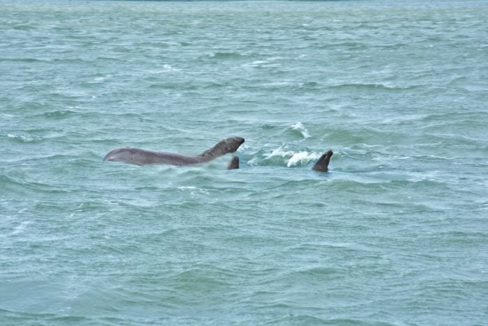 Delfines en Isla Aguada