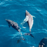 Nada con delfines en Campeche