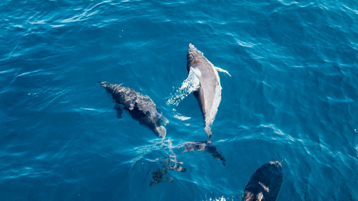Nada con delfines en Campeche