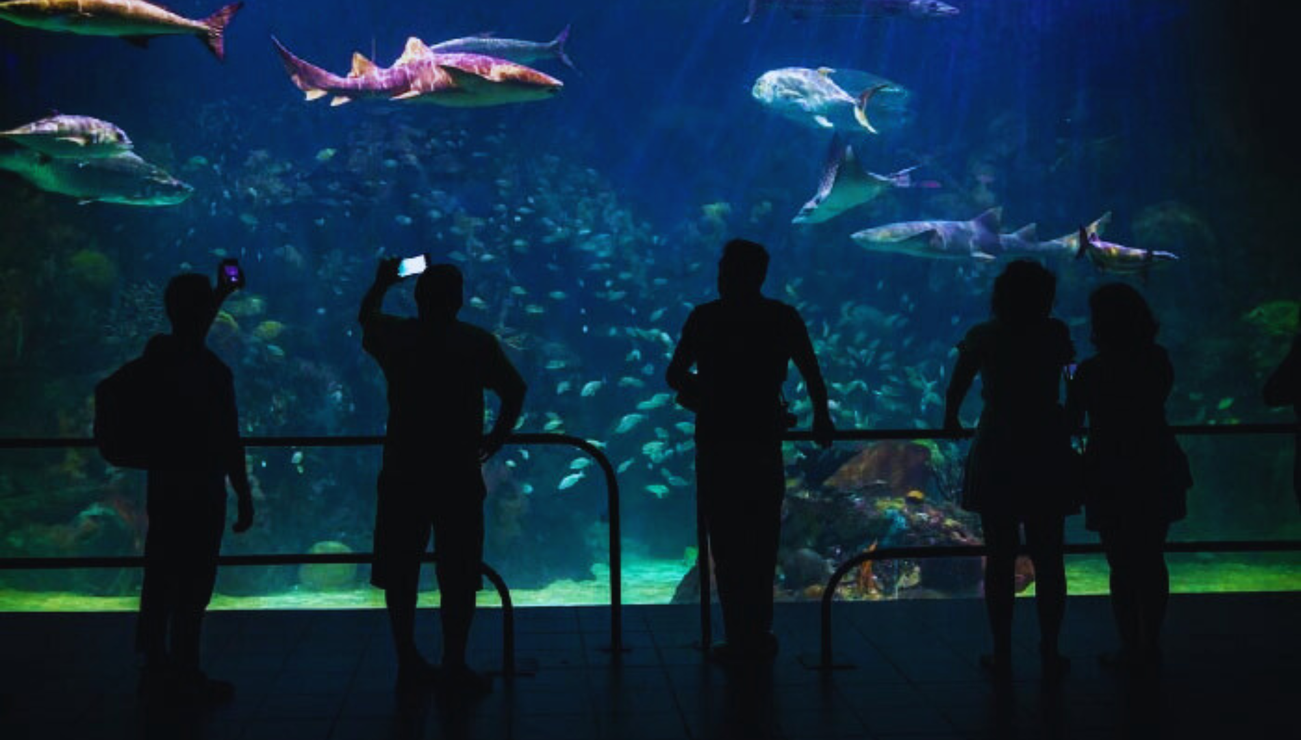 Aquarium del Puerto de Veracruz