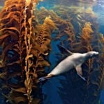 Bucea en el Parque Submarino Rosarito, en Islas Coronado y en bosque de Kelp