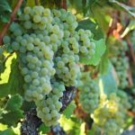 Visita la vitivinícola Emevé