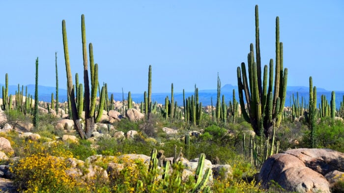 Valle de los Cirios, Área de Protección de Flora y Fauna en Baja California  - Escapadas por México Desconocido