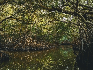 Discovery-Tuxpan-Veracruz-tour a los manglares