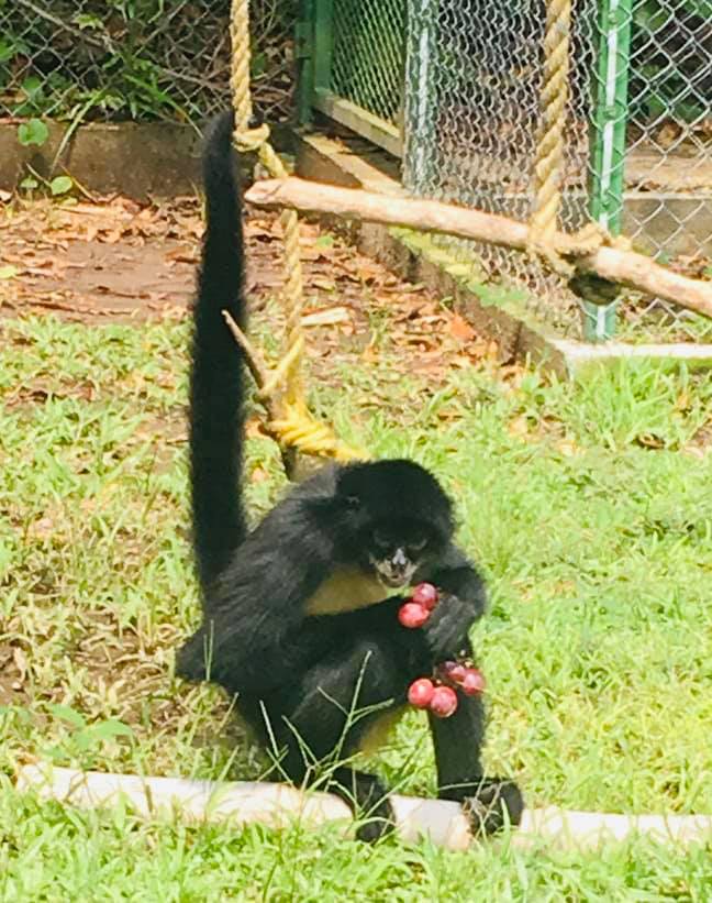 Parque ecologico Jaguaroundi-mono