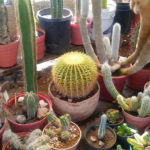 Aprende todo sobre cactáceas en el Museo del Cactus