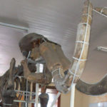 Conoce el esqueleto de un mamut en el Museo de Paleontología