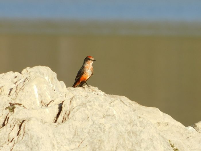 Avistamiento de aves en la presa Jalpan-de Serra