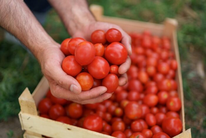 Feria del tomate nativo y ancestral 2022