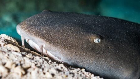 La cueva de tiburones dormidos en Isla Mujeres