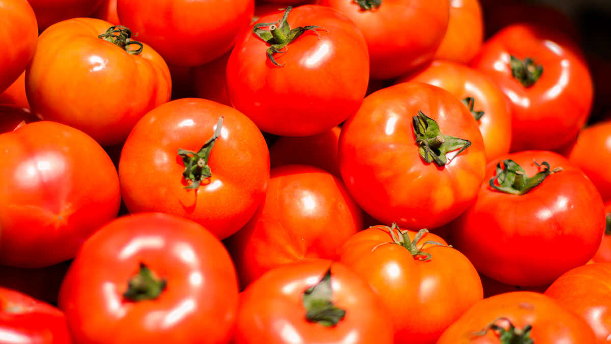 feria del tomate nativo y ancestral