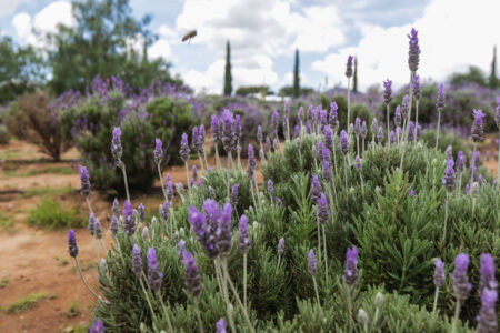 Rancho De Lavanda Pozos Escapadas Por M Xico Desconocido