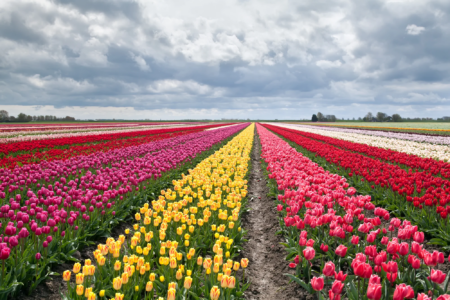 Los tulipanes en México que te harán sentir como en un campo holandés