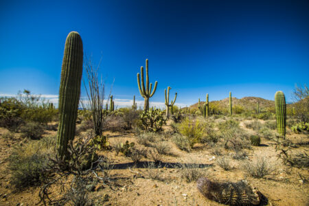 El Santuario de los Cactus es el más grande del mundo y está en México