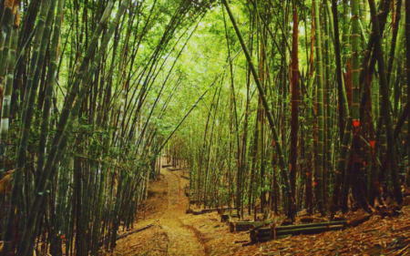 Bambuver, el bosque de bambú mexicano que te hará sentir como en China