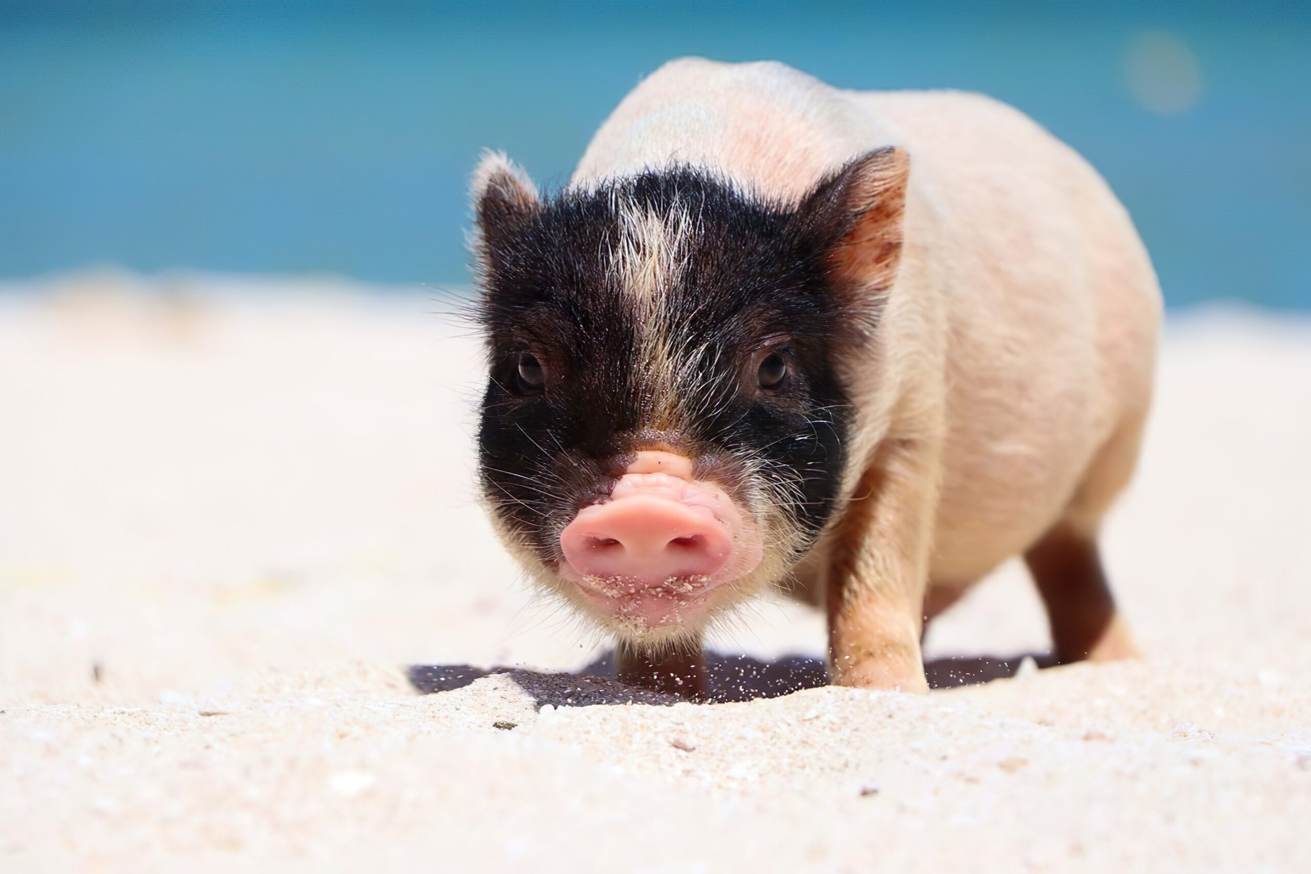 Pig Beach Progreso