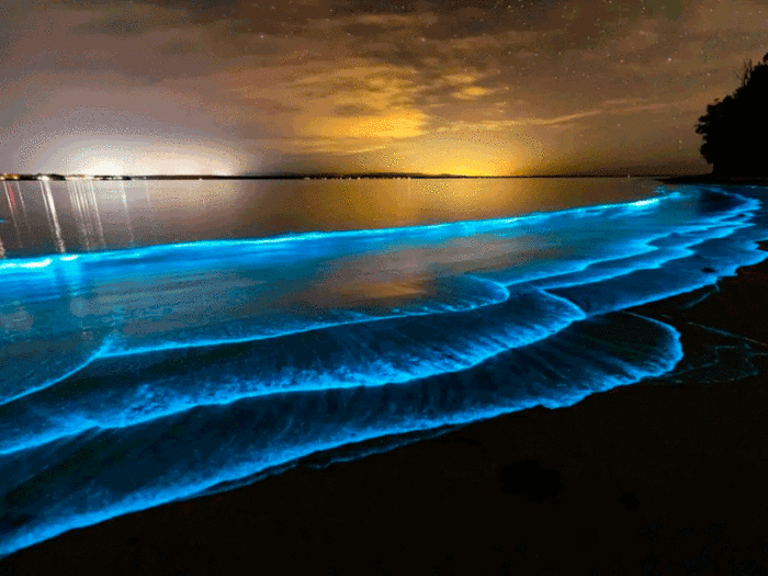playas bioluminiscentes