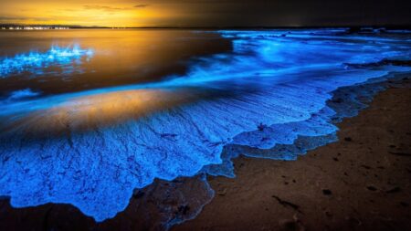 Playas bioluminiscentes, ¡descubre dónde verlas brillar!