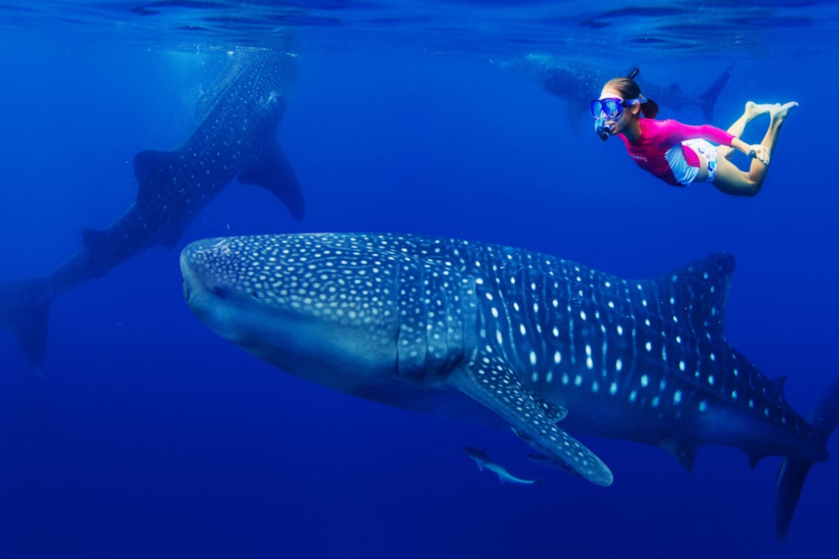 nado con tiburon ballena