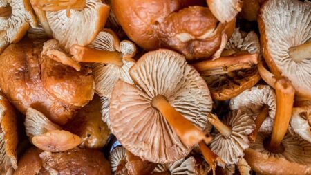 ¡Viva el reino fungi! Lánzate a la recolección de hongos en Villa del Carbón