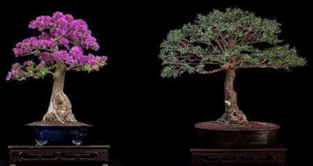 ¡Ahuehuetes y bugambilias en miniatura! Conoce los árboles bonsái nativos de México