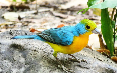 Colima Birding: ¡Descubre el paraíso de las aves en México!