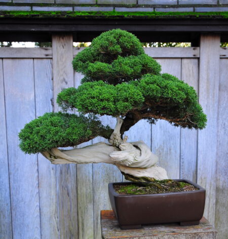 Beneficios de tener un bonsái, un pasatiempo para liberarte del estrés