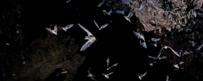 Haz senderismo en la Cueva de los Murciélagos